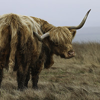 Buy canvas prints of Portrait of a Highland Cow by Chantal Cooper