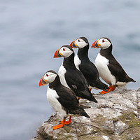 Buy canvas prints of Puffins in a row by Chantal Cooper