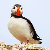 Buy canvas prints of Puffin Portrait against the sky by Chantal Cooper