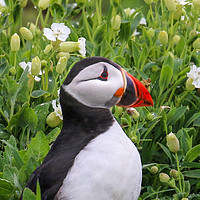 Buy canvas prints of Puffin portrait among tflowers by Chantal Cooper