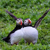 Buy canvas prints of Comical Puffins waving to the camera by Chantal Cooper