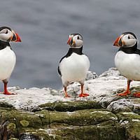 Buy canvas prints of Trio of Puffins by Chantal Cooper