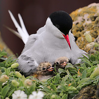 Buy canvas prints of Arctic Tern and Chicks by Chantal Cooper