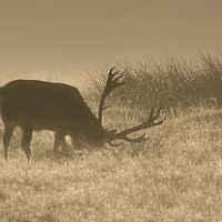 Buy canvas prints of Stag at Dawn by Chantal Cooper