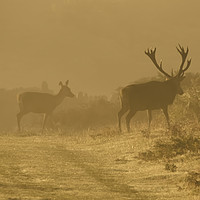Buy canvas prints of Stag and Does  by Chantal Cooper