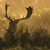 Buy canvas prints of Resting Stag at sunrise by Chantal Cooper