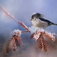 Buy canvas prints of Long Tail Tit by Chantal Cooper