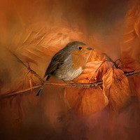 Buy canvas prints of Autumnal Robin by Chantal Cooper