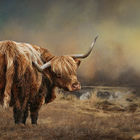 Buy canvas prints of Highland Cattle by Chantal Cooper