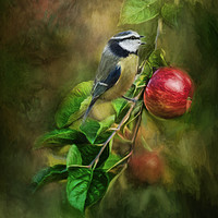 Buy canvas prints of Blue Tit in the Apple Tree by Chantal Cooper