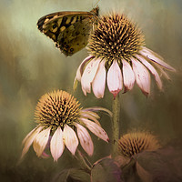 Buy canvas prints of Butterfly on Echinacea by Chantal Cooper