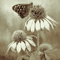 Buy canvas prints of Butterfly on Echinacea in Sepia by Chantal Cooper