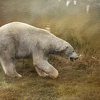 Buy canvas prints of Polar Bear by Chantal Cooper