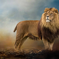 Buy canvas prints of King of the Jungle by Chantal Cooper