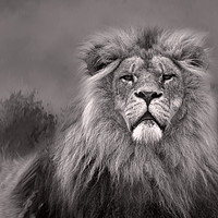 Buy canvas prints of King of the Jungle  by Chantal Cooper