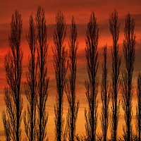 Buy canvas prints of Sunset through the Trees by Chantal Cooper