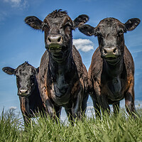 Buy canvas prints of A herd of cattle standing on top of a lush green field by Chantal Cooper