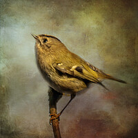 Buy canvas prints of A close up of a Goldcrest by Chantal Cooper