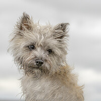 Buy canvas prints of Portrait of Cairn Terrier by Chantal Cooper