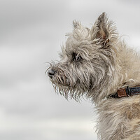 Buy canvas prints of Portrait of a Cairn Terrier by Chantal Cooper