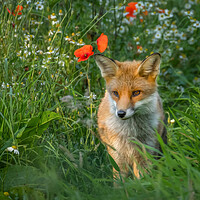 Buy canvas prints of Fox cub in meadow of flowers by Chantal Cooper