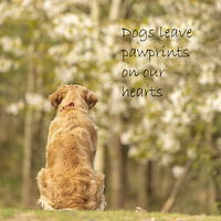 Buy canvas prints of Dogs leave Paw Prints on our Hearts by Chantal Cooper