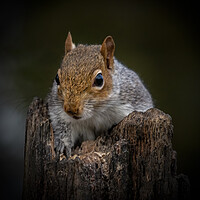 Buy canvas prints of Portrait of a Grey Squirrel on a rotten log lookin by Chantal Cooper