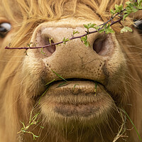 Buy canvas prints of Close up of Highland Cow Face  by Chantal Cooper