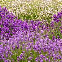 Buy canvas prints of Lavender Field by Chantal Cooper