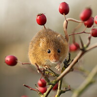 Buy canvas prints of A Harvest Mouse sitting on a branch of Red Berries by Chantal Cooper