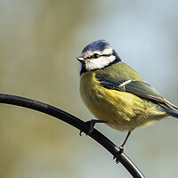 Buy canvas prints of Blue Tit on Perch by Chantal Cooper