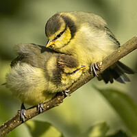 Buy canvas prints of Two fledgling Blue Tits on a branch by Chantal Cooper
