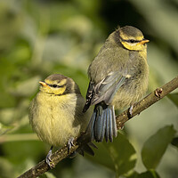 Buy canvas prints of Two fledgling Blue Tits on a branch by Chantal Cooper
