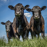 Buy canvas prints of Three Cows by Chantal Cooper