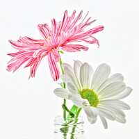 Buy canvas prints of Two high key macro daisies in a vase by Chantal Cooper