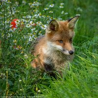 Buy canvas prints of Fox cub sitting in a field of wild flowers by Chantal Cooper