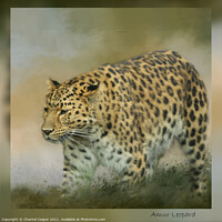 Buy canvas prints of Amur Leopard by Chantal Cooper