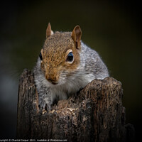 Buy canvas prints of Grey Squirrel close up on rotten log by Chantal Cooper
