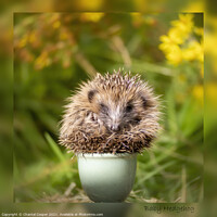 Buy canvas prints of Baby Hedgehog in an Eggcup by Chantal Cooper