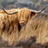 Buy canvas prints of A Highland cow standing in a dry grass field by Chantal Cooper