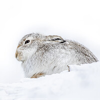 Buy canvas prints of Mountain Hare in the Snow by Chantal Cooper