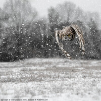 Buy canvas prints of Owl flying through a snow storm by Chantal Cooper