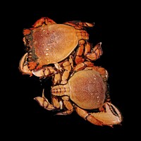 Buy canvas prints of Seafood serving of Spanner or Red Frog Crab. by Geoff Childs