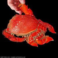 Buy canvas prints of Cooked Spanner or Red Frog Crab. Isolated on Black by Geoff Childs