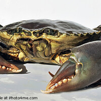Buy canvas prints of Live Giant Mud Crab. Ready for the cooking pot. by Geoff Childs