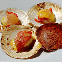 Buy canvas prints of Succulent Grilled Scallops in their shells.   by Geoff Childs