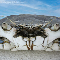 Buy canvas prints of  Blue Swimmer Crab  Very Closeup by Geoff Childs