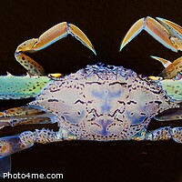Buy canvas prints of Blue Swimmer Crab Art closeup. by Geoff Childs