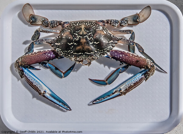 Uncooked Blue Swimmer Crab on a tray. Picture Board by Geoff Childs