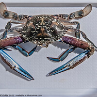 Buy canvas prints of Uncooked Blue Swimmer Crab on a tray. by Geoff Childs